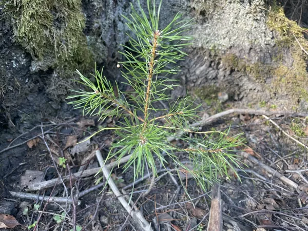 Pinus Sylvestris Scots pine