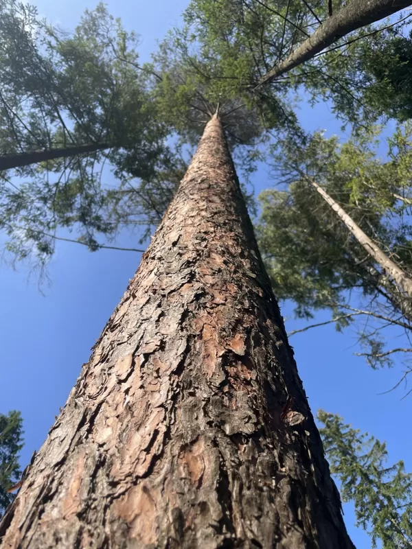 Pinus Sylvestris Scots pine
