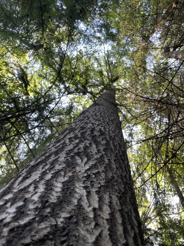 Populus tremula Aspen
