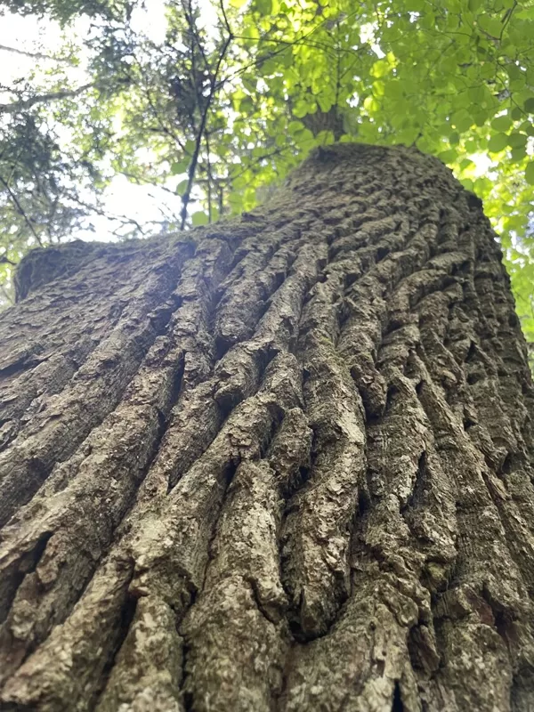 Quercus robur Penduculate oak