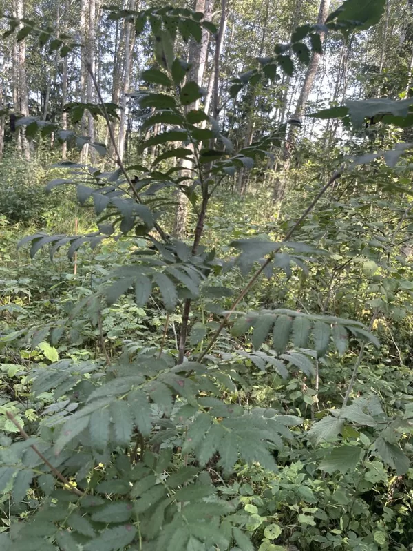 Sorbus aucuparia Rowan