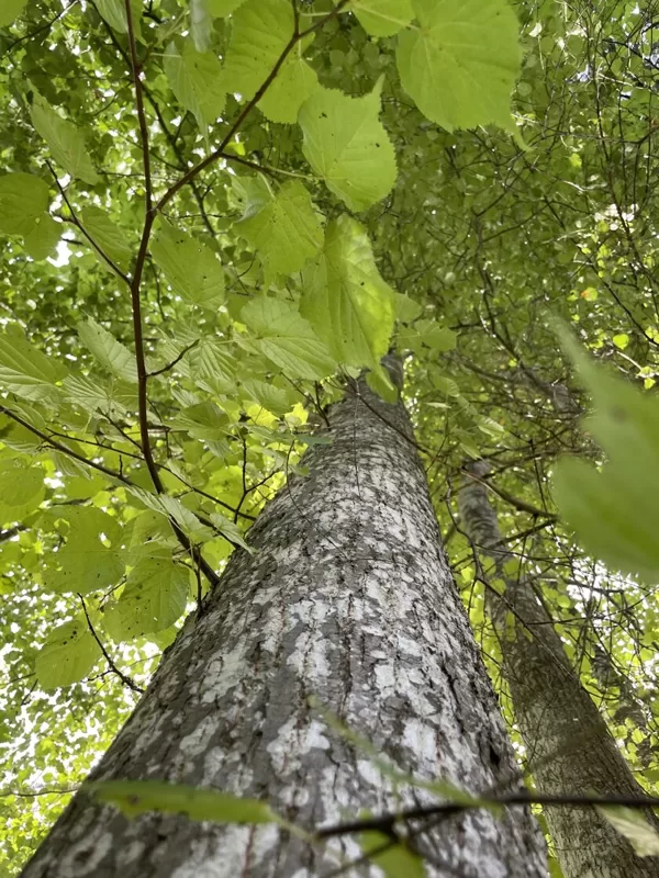 Tilia cordata