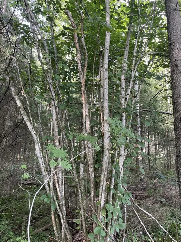 Corylus avellana Hazel