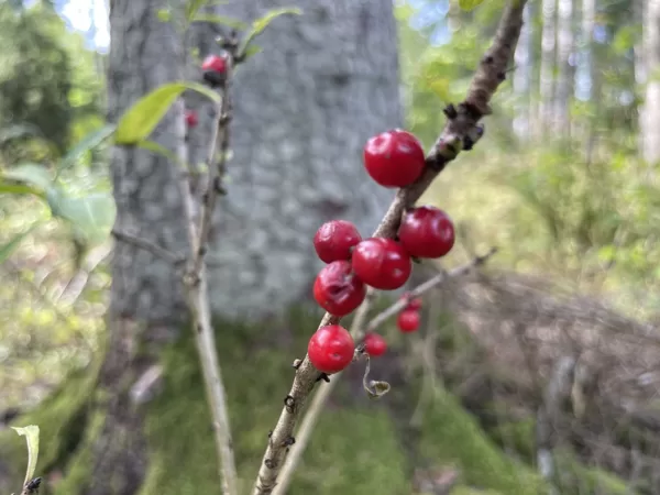 Daphne mezereum Mezereon berries