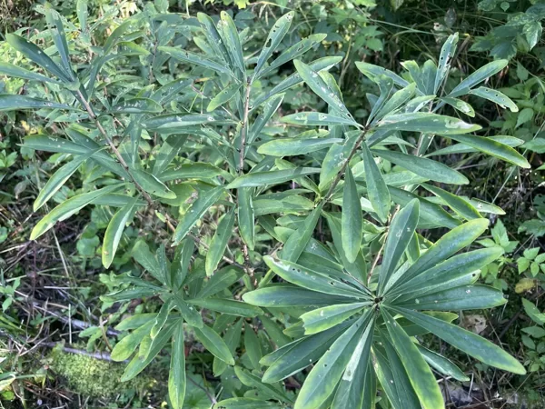 Daphne mezereum Mezereon 