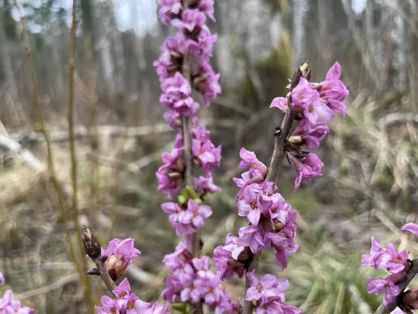 Daphne mezereum Mezereon flowers