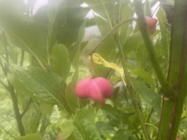 Euonymus europaea spindle