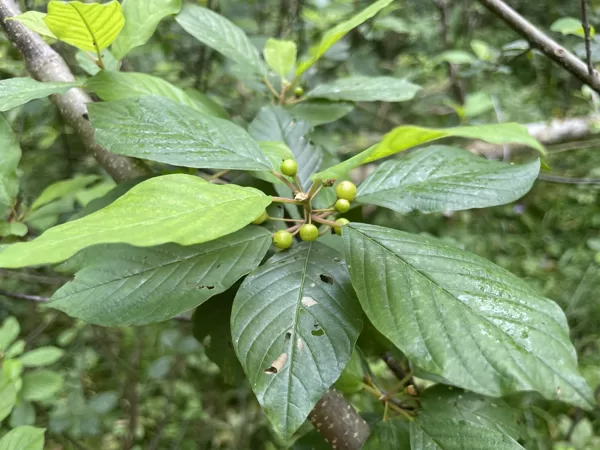 Frangula alnus Alder buckthorn
