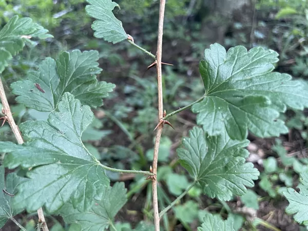Grossularia reclinata Ribes uva-crispa Goosberry