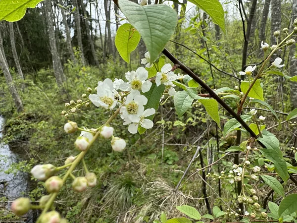 Prunus padus Bird cherry