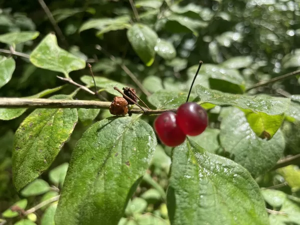 Lonicera xylosteum fly Honeysuckle