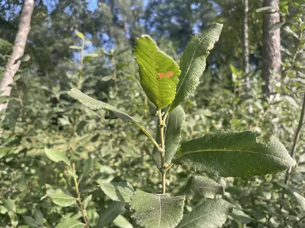 Prunus padus bird cherry