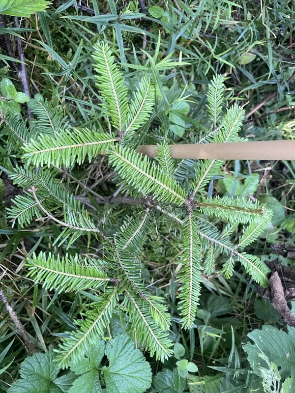 Abies alba silver fir