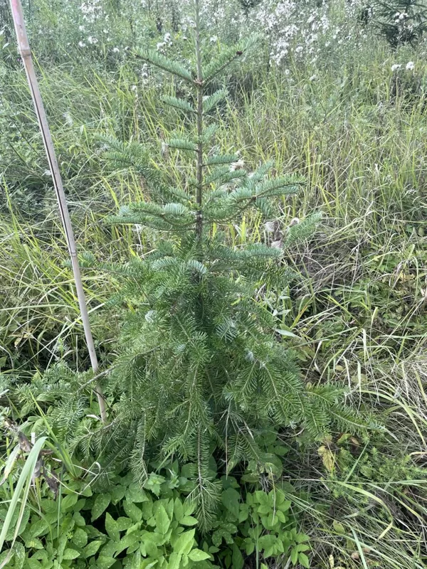 Abies veitchii Veitchs silver fir
