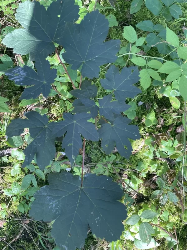 Acer pseudoplatanus Sycamore maple rubra
