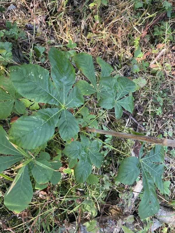 Aesculus hippocastanu horse chestnut