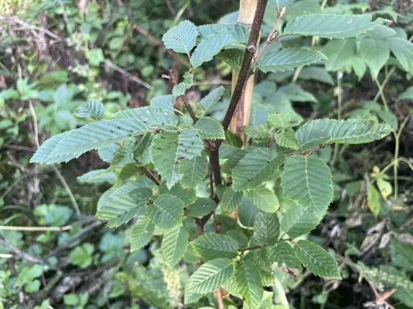 Carpinus betulus Hornbeam