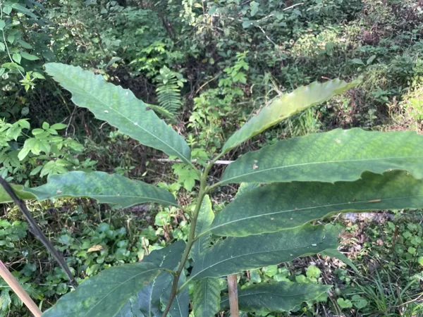 Castanea sativa Sweet chestnut