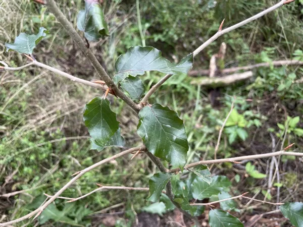 Fagus sylvatica rubra (seedling)