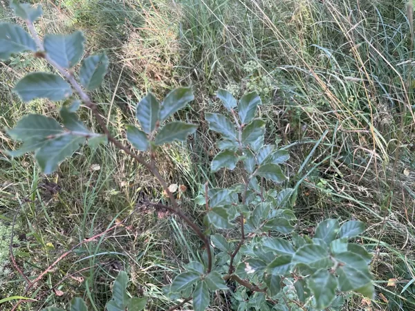 Fagus sylvatica Beach