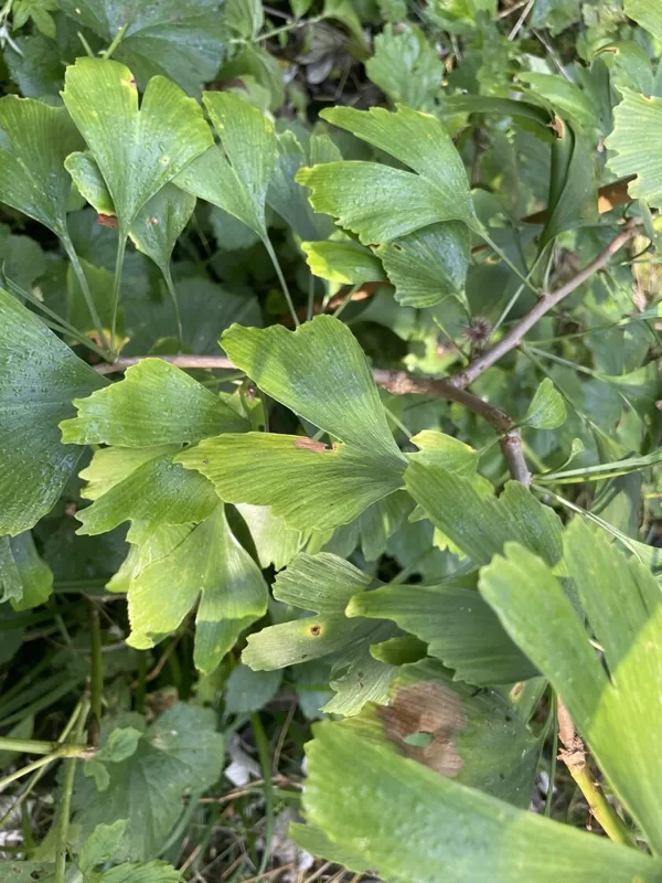 Ginkgo biloba maidenhair tree