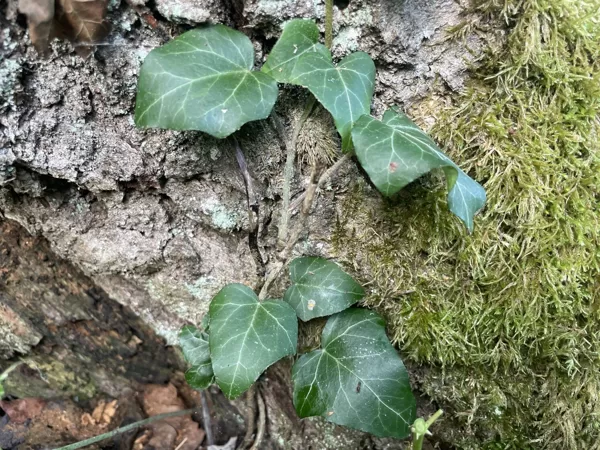 Hedera helix L. var. baltica Baltic ivy