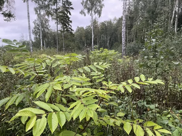 Juglans ailantifolia Japaneese walnut