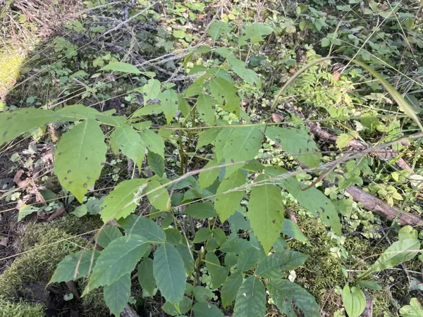 Juglans regia Common walnut