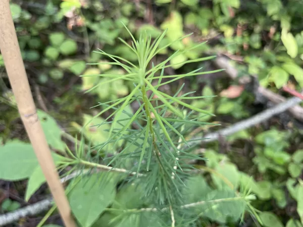 Larix decidua europea European larch