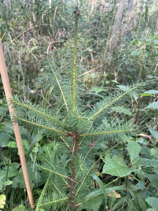 Pseudotsuga menziesii Douglas fir