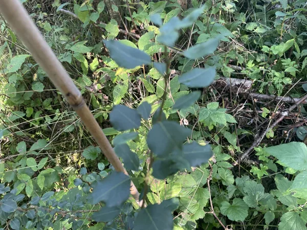 Pyrus communis Common European pear
