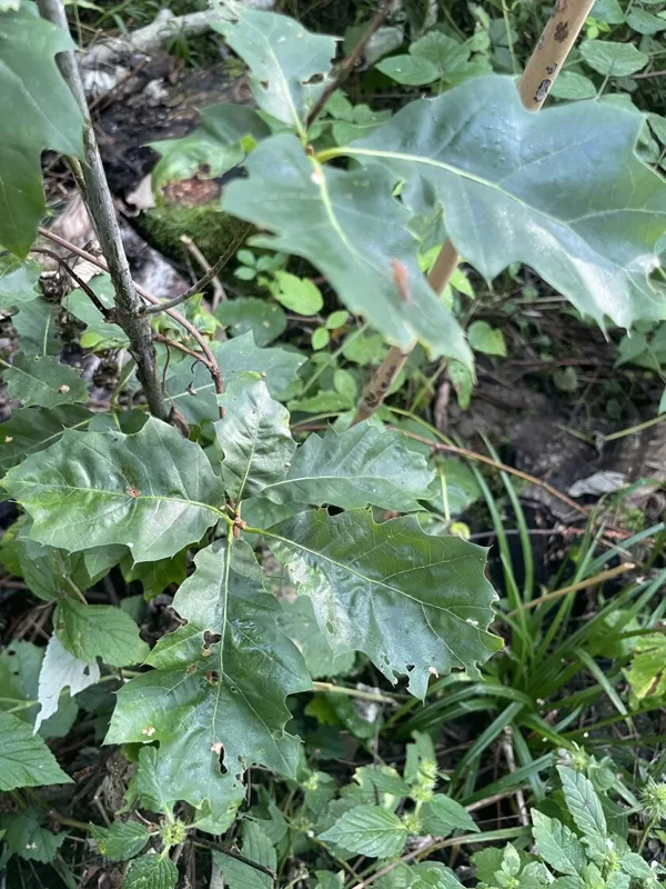 Quercus Rubra Northern Red oak