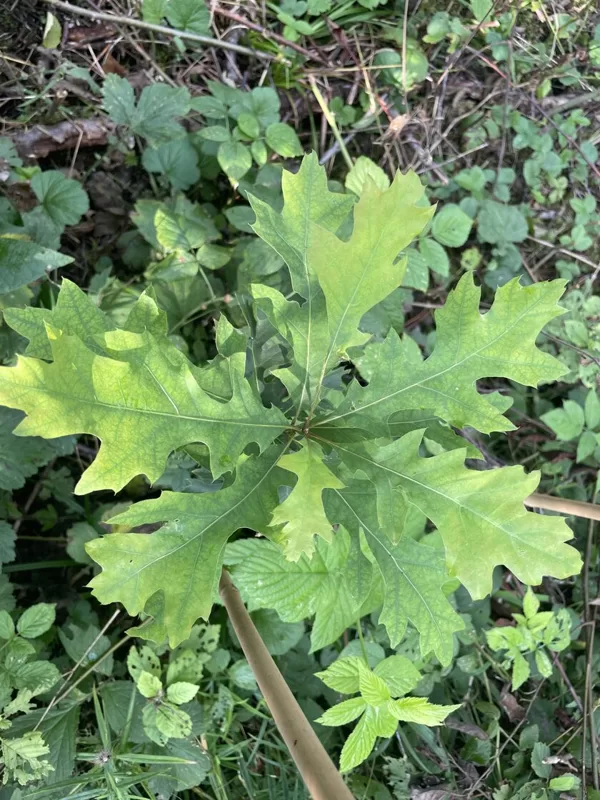 Quercus palustris Pin oak