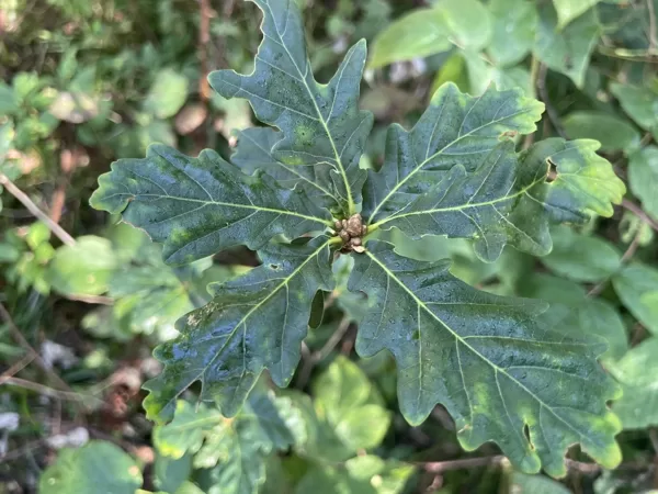 Quercus petrea Sessile oak