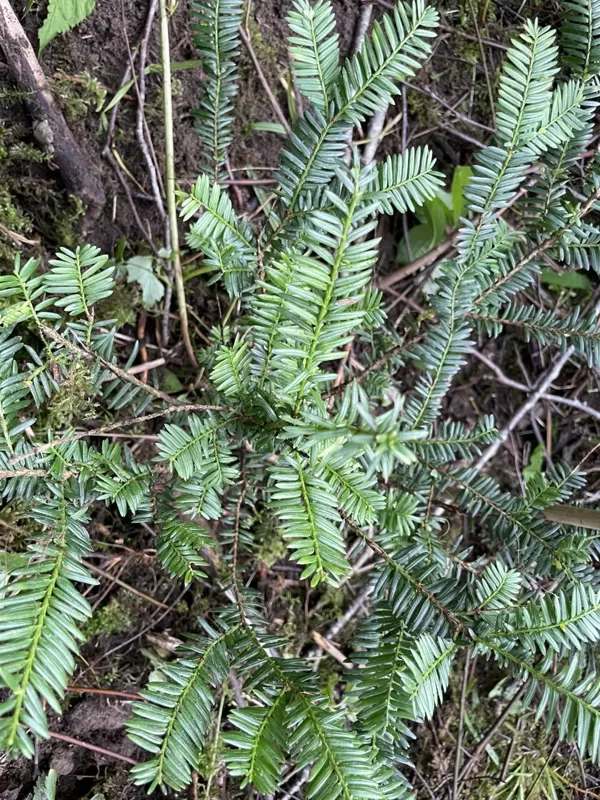 Taxus baccata yew