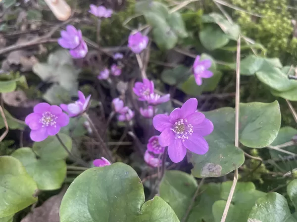Hepatica nobilis Anemone hepatica Liverleaf Liverwort Pink