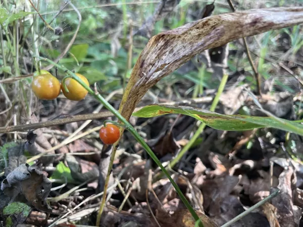 Convallaria_majalis_lilly_of_the_valley