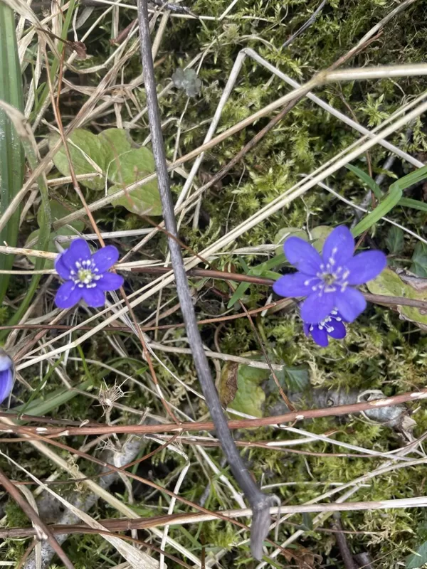 Hepatica nobilis Anemone hepatica Liverleaf Liverwort