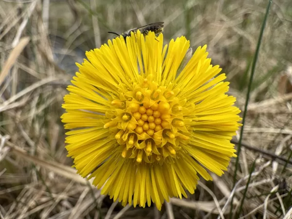 Tussilago farfara Colt’s-foot