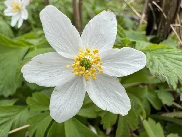 Anemone nemorosa wood Anemone