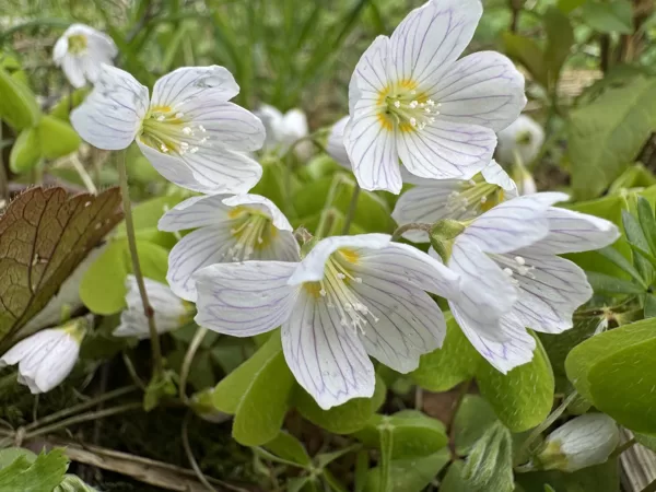 Oxalis acetosella Wood-sorrel