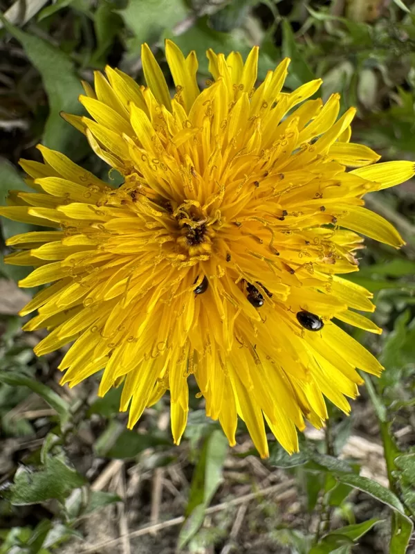 Taraxacum officinale common Dandelion