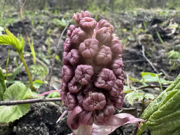 Petasites hybridus Butterbur