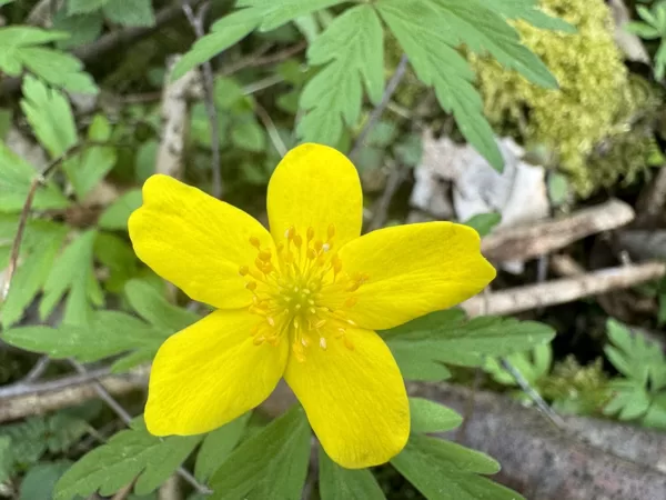 Oxalis acetosella Wood-sorrel