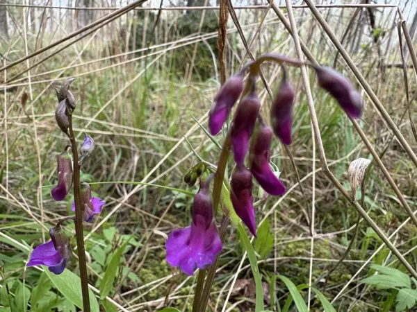 Lathyrus vernus bitter Pea-vine