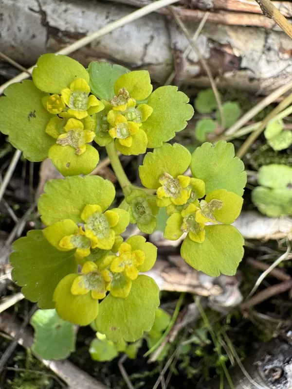Chrysosplenium alternifolium alternate-leaved Golden-saxifrage
