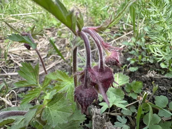 Geum rivale Water avens