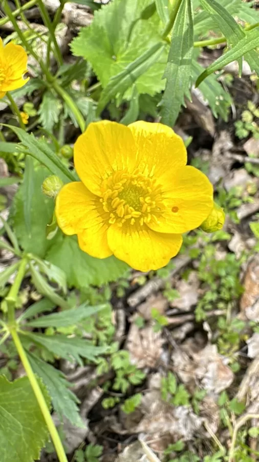 Ranunculus cassubicus Kashubian Buttercup