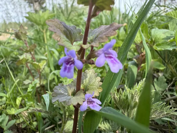 Glechoma hederacea Ground-ivy
