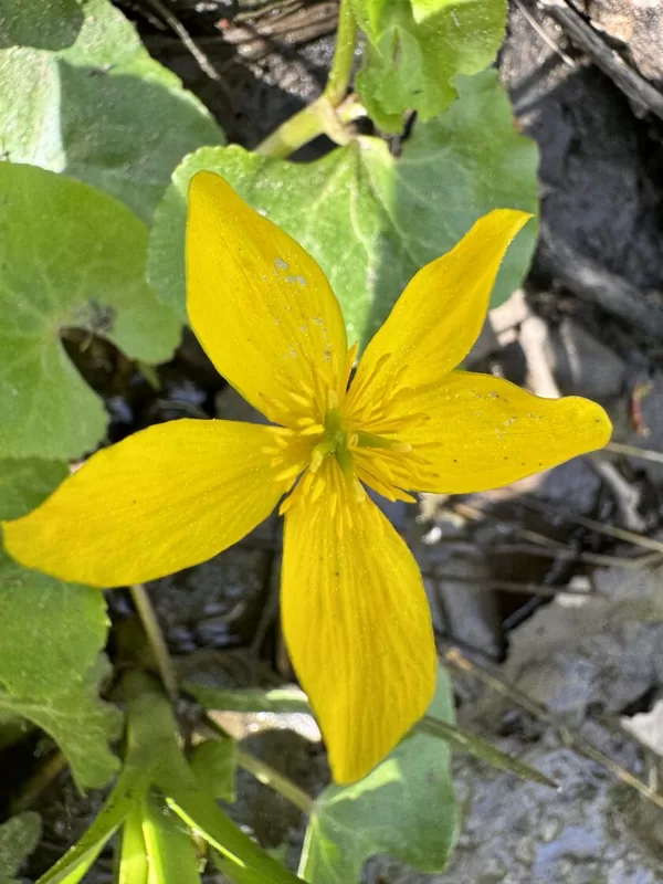 Caltha palustris Marsh marigold